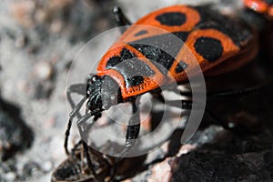 Beetle soldier or firebug in macro with blurred background. Eyes, head in focus and body in red and black colors with dots. Photo