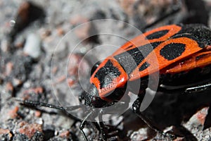 Beetle soldier or firebug in macro with blurred background. Eyes, head in focus and body in red and black colors with dots. Photo