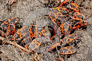 Beetle soldier, red wingless bugs Pyrrhocoris apterus. photo