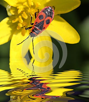 Beetle soldier by the water
