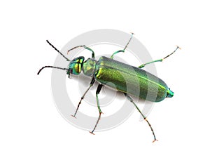 Beetle - Spanish fly Lytta vesicatoria on white