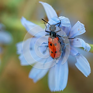 Beetle species of checkered beetles Trichodes quadriguttatus sitting on blue flower photo