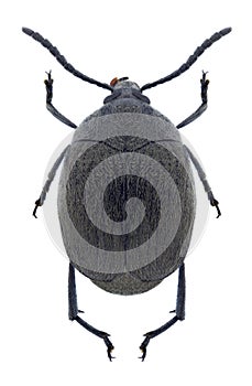 Beetle Spermophagus sericeus