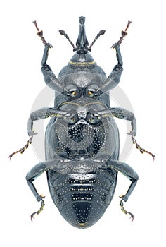 Beetle Sphenophorus abbreviatus (underside)