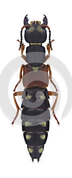 Beetle Staphylinus erythropterus