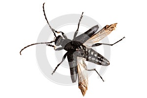 Beetle Stictoleptura scutellata on a white background