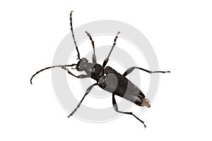 Beetle Stictoleptura scutellata on a white background