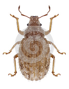 Beetle Strophomorphus porcellus