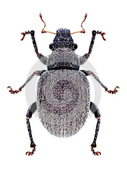 Beetle Strophosoma albosignatum