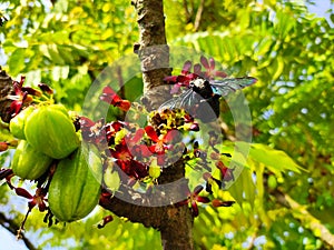 A beetle is sucking nectars