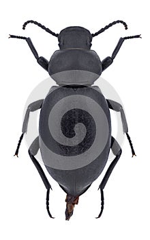 Beetle Tentyria discicollis