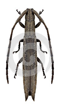 Beetle Tetraglenes hirticornis