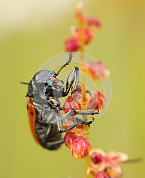 Beetle tied to a plant