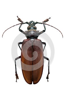 Beetle Titanus giganteus m photo