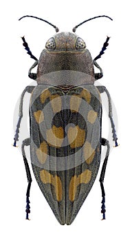 Beetle Trachypteris picta picta