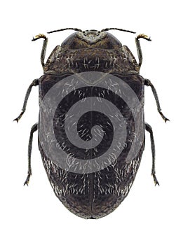 Beetle Trachys minutus