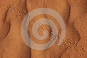 Beetle track in desert sand