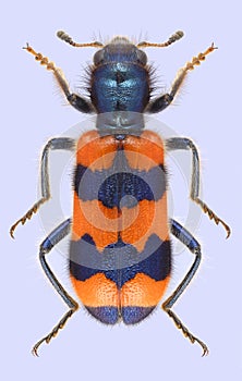 Beetle Trichodes apiarius