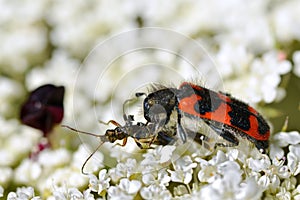 Beetle Trichodes eating an insect