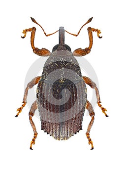 Beetle Trichosirocalus troglodytes