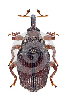 Beetle Trichosirocalus troglodytes