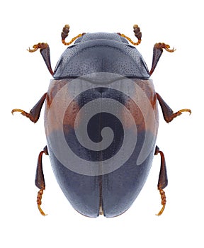 Beetle Tritoma bipustulata