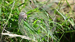 Beetle trying to fly