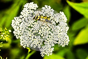 Beetle on a umbellifer photo