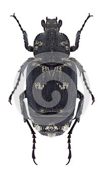 Beetle Valgus hemipterus photo