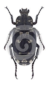 Beetle Valgus hemipterus