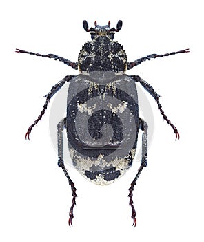 Beetle Valgus hemipterus photo