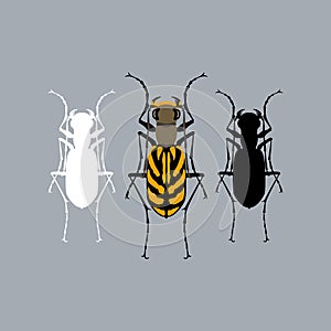 Beetle vector illustration style Flat black silhouette