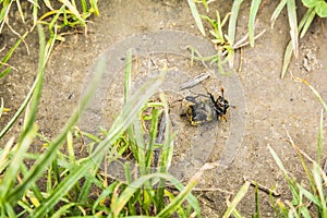 Beetle viewed from below.
