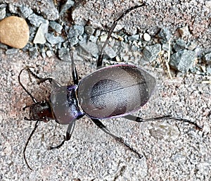 Beetle - violet ground beetle