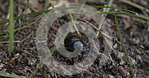 Beetle walks on the ground, close-up on the animal