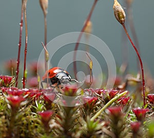 Beetle walks on mossy forest floor