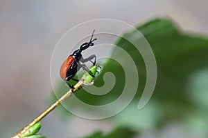 Beetle walnut weevils on birch leaf