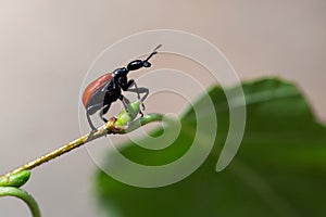 Beetle walnut weevils on birch leaf