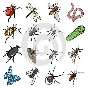 Beetle, wasp, bee, ant, fly, spider, mosquito and other insect species. Various insects set collection icons in cartoon