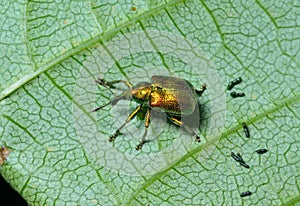 Beetle weevil 2