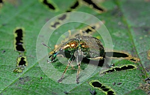 Beetle weevil