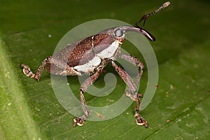 Beetle weevil.