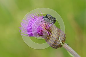Beetle weevil in summer