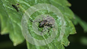 beetle weevil on a green leaf close-up