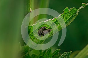 Beetle weevil (Otiorhynchus) on a leaf. Close-up view of the insect