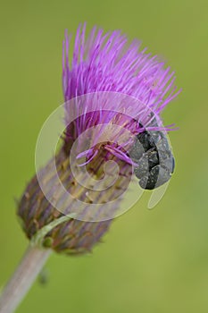 Beetle weevil in summer