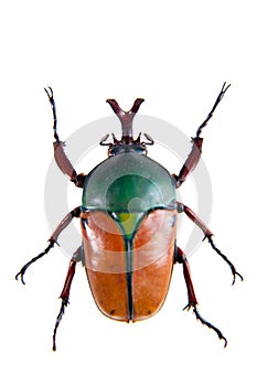 The beetle on the white background