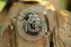 Beetle on wood