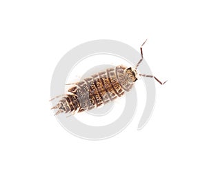 Beetle wood louse isolated on white background