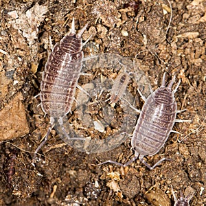 Beetle wood louse in nature